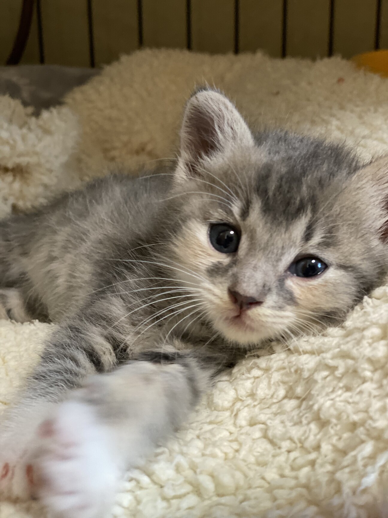 一番安い グレー猫ペア おもちゃ 人形 Devzone Positivecoach Org