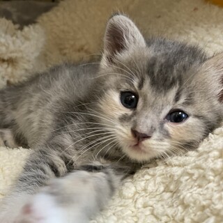 パステルグレーのココ(ペア譲渡)