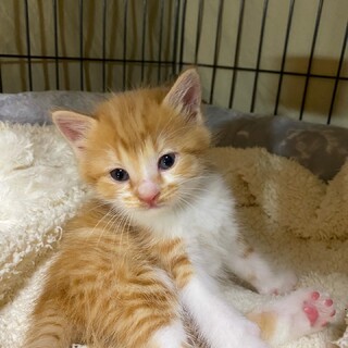 茶白の中長毛ベルちゃん(ペア譲渡)