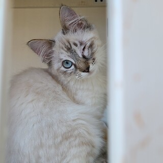 ウィンクしてます！ちびやっちょ