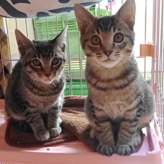 仲良しなキジトラ