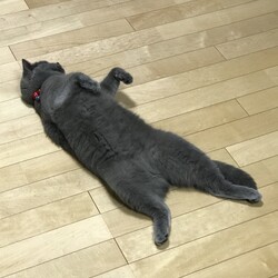 へそ天くぅちゃん