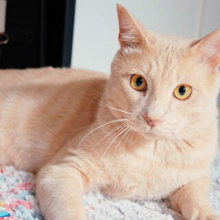 ミルクティー色★ビビリですが優しいオス