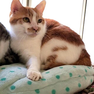 多頭崩壊レスキュー猫。ひたすら怖がりな茶白♂