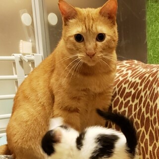 多頭現場から救出猫・触れない子ですがご縁をください