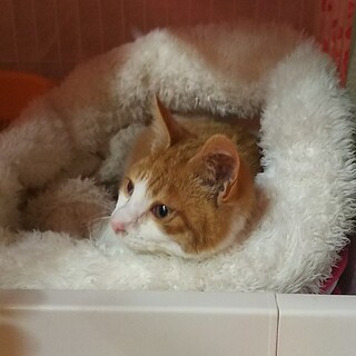 心を開きはじめた野良ちゃんです