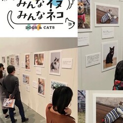 愛の保護猫プロジェクトあつまれ！ねこすき子供たち サムネイル2