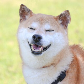 可愛い柴犬♡ちえちゃん