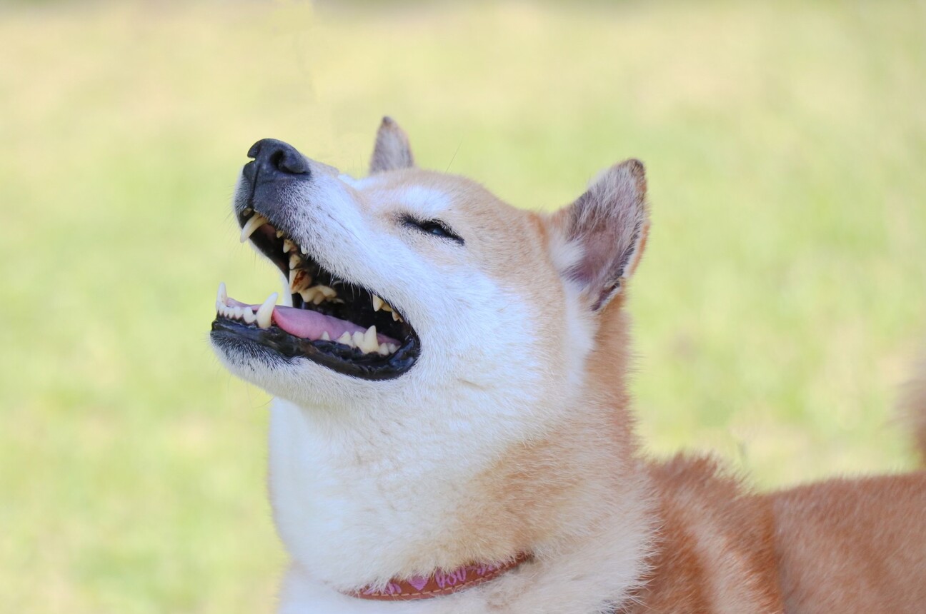 可愛い柴犬 ちえちゃん 三重県 犬の里親募集 ペットのおうち 月間利用者150万人