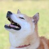 可愛い柴犬♡ちえちゃん サムネイル2