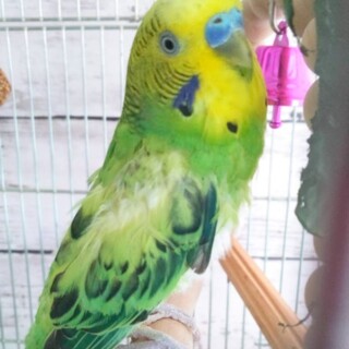 愛知県が募集対象の鳥の里親募集情報 ペットのおうち 月間利用者150万人
