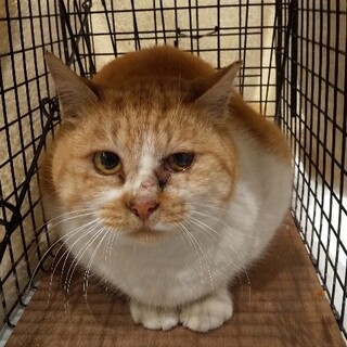 TNR猫ですが過酷な漁港から保護・威嚇パンチ有り