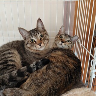 もうすぐ1才男の子と女の子