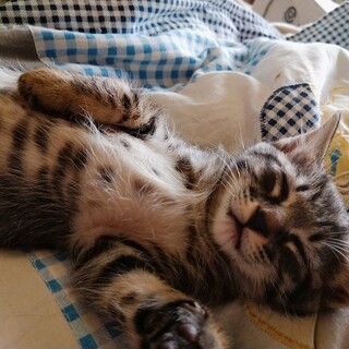 １か月半　おっとり優しいブドウパンちゃん