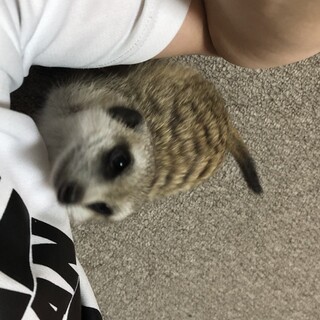 ミーアキャット の男の子の里親募集