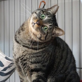 大きなキジトラの男の子☆甘えるようになってきました