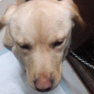 ラブミックス犬