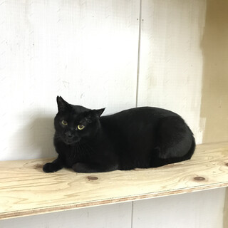 緊急　エイズキャリア　優しい黒猫くん♪
