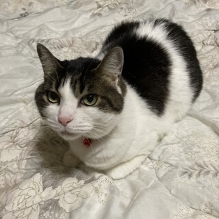 おとなしい10歳メス猫避妊手術ワクチン済み