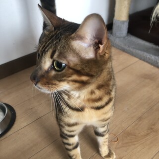 綺麗な柄の2歳ベンガル女の子です