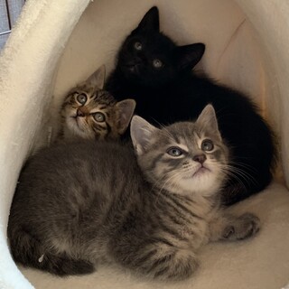 【5/15芝浦】甘えん坊になる予感？！お野菜三兄妹