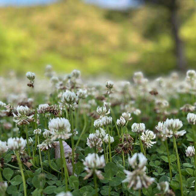 039よっちゃんのカバー写真