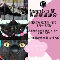 teamしっぽ譲渡会