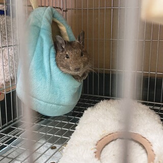 デグーマウス3歳男の子