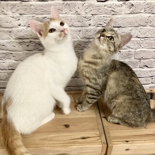 【5/15芝浦】仲良しふみふみ職人レモ・ネード兄妹