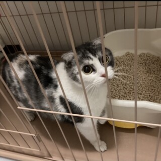 《里親サマ決まりました！》･:*+.きんつば