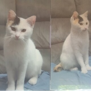 かわいらしい三毛です