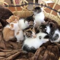 野良子猫7匹です