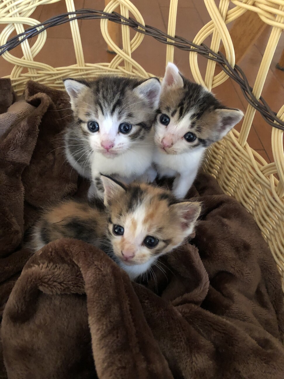 野良子猫7匹です 千葉県 猫の里親募集 ペットのおうち 月間利用者150万人