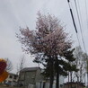 やっと隣の公園まで桜前線到達しました！曇ってバエませんがエゾヤマザクラです。