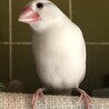 白文鳥♀の里親募集しております サムネイル3