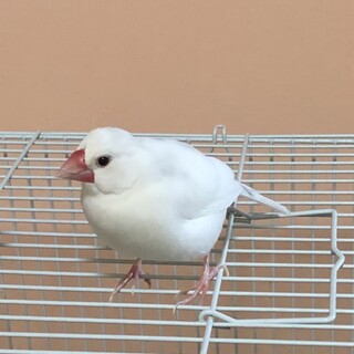 白文鳥♀の里親募集しております
