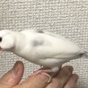 白文鳥♀の里親募集しております サムネイル4