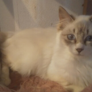 毛長ブルーアイシャム系臆病な女の子