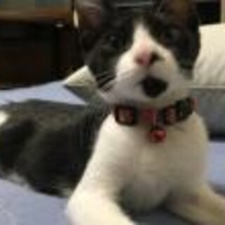 甘いん坊でいつもくっついてくるぴーちゃん