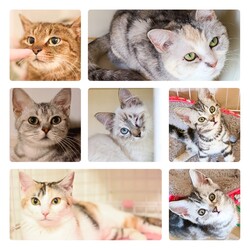 保護猫の譲渡会 サムネイル3