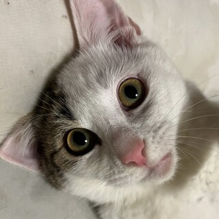 ボブテイルで人慣れバッチリなキリ君❣️