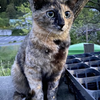 トラちゃん♡ さびねこ