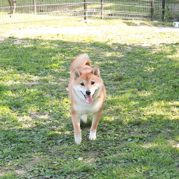 ドッグランでの笑顔！けどドッグランは嫌いです