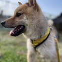 柴犬 5ヶ月