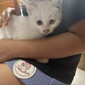 【世界遺産の徳之島生まれです】トライアル中です★