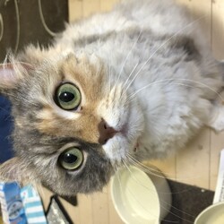 衣替え