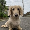 イケメン犬！！とても甘えん坊で、寂しがり屋です！
