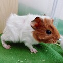 【一時停止中】赤ちゃんモルモット里親さん募集