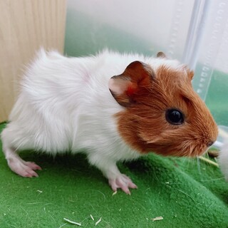 【一時停止中】赤ちゃんモルモット里親さん募集