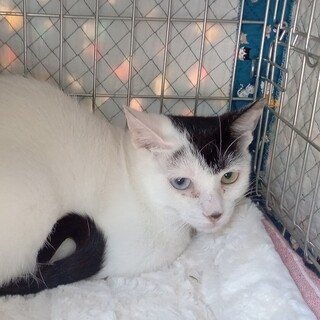 「花」ちゃんです